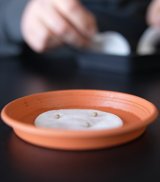 Keimung: Papiertuchmethode