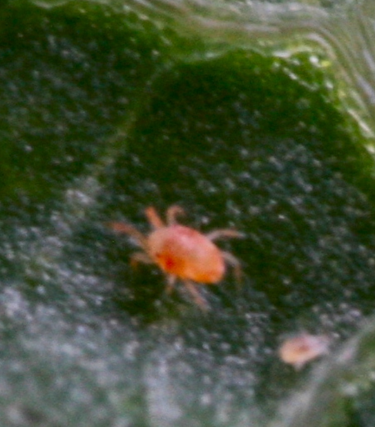 Spinnmilben - Ursachen, Symptome, Lösungen