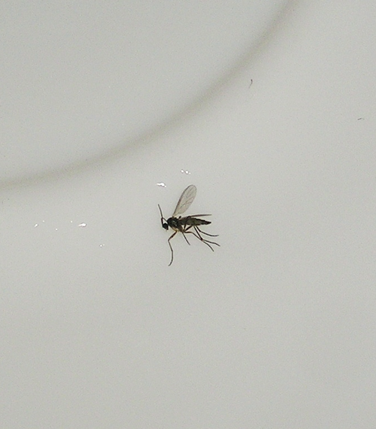 Trauermücken – Ursachen, Symptome, Lösungen