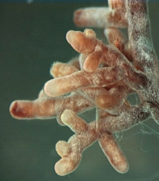 Mykorrhizapilze & Cannabis – Symbiose für stärkere Pflanzen